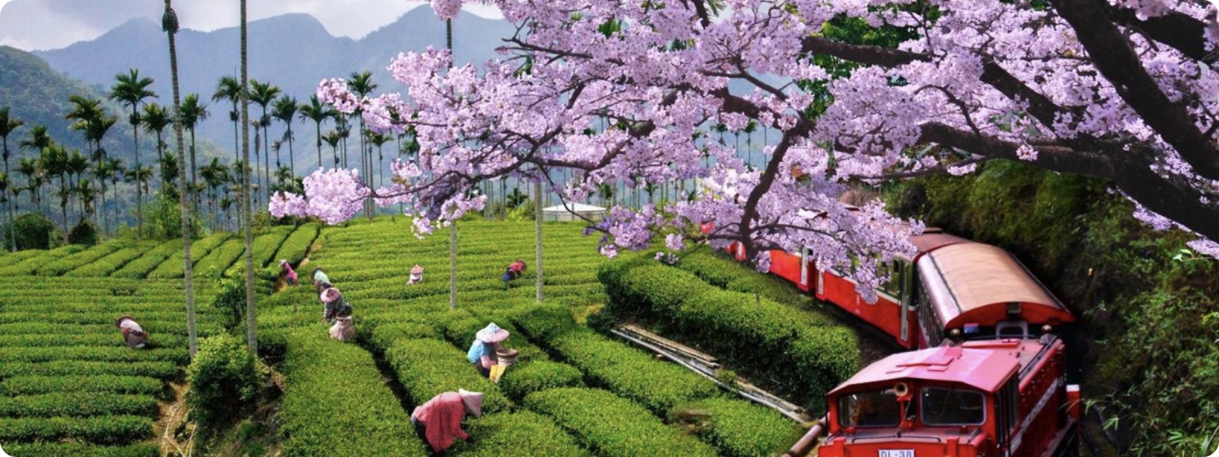 2025 春季賞花包車行程正式上線